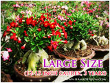 Adenium large size